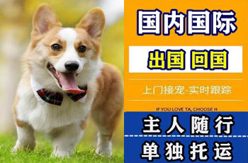 渝北区宠物托运公司渝北区宠物托运公司渝北区宠物托运公司