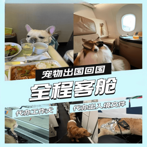 渝北区宠物托运到白俄罗斯宠物入境规定和要求